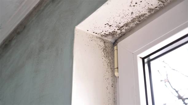 Best Crawl Space Mold Removal  in Virginia, MN