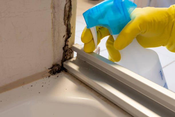 Best Mold Damage Repair  in Virginia, MN
