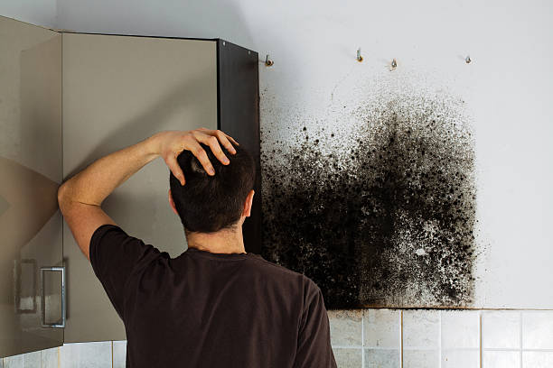 Professional Mold Removal in Virginia, MN
