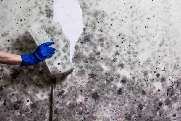 Best Office Mold Removal Services  in Virginia, MN